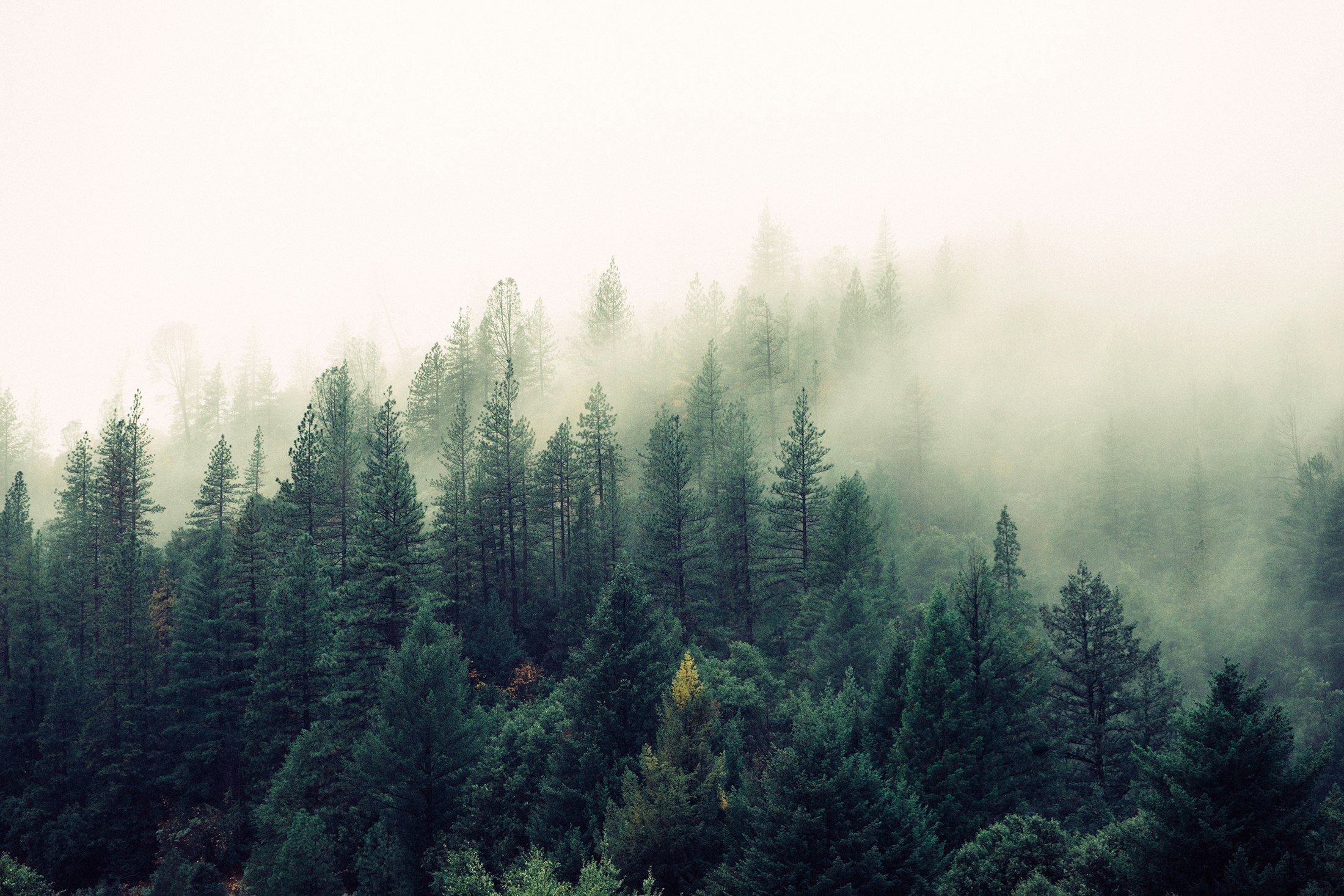 A wooded hillside under even daylight